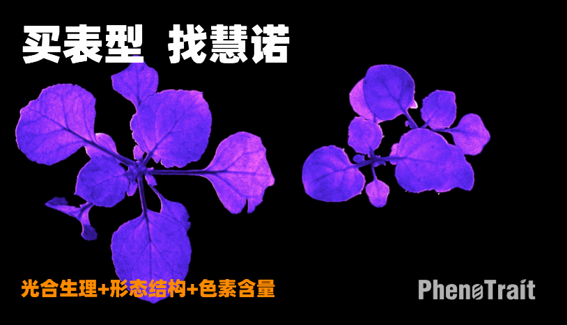 基于生物标记的表型分析评估豌豆根腐病抗性 植物表型资讯 微信公众号文章阅读 Wemp