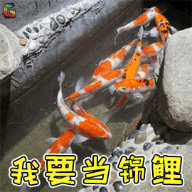 高清壁紙 尋人啟事 真心尋幾條粉紅色的男性錦鯉 果粉查詢 微文庫