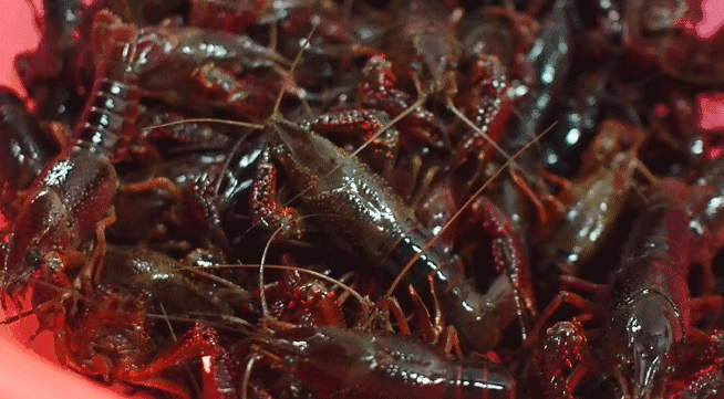 防城港唯一一家血统纯正的贵族小龙虾,问你吃过没?