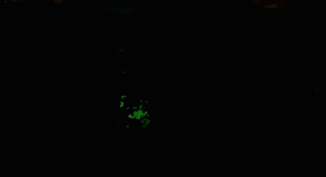 【深圳·门票】锦绣中华民俗村『万圣节夜场早鸟票』 惊喜价39.9（价值85元）；4大主题鬼屋，逼真惊悚场景还原，百鬼齐聚，快来“与鬼狂欢吧”！