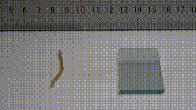 天津大学封伟教授课题组《Matter》：4D打印仿生触觉应变自主软体机器人的图6