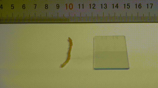 天津大学封伟教授课题组《Matter》：4D打印仿生触觉应变自主软体机器人的图5