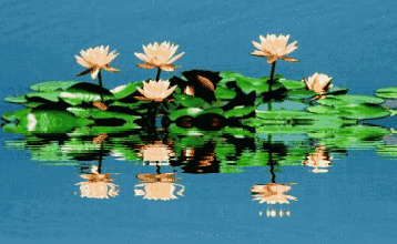 358_220gif 动态图 动图