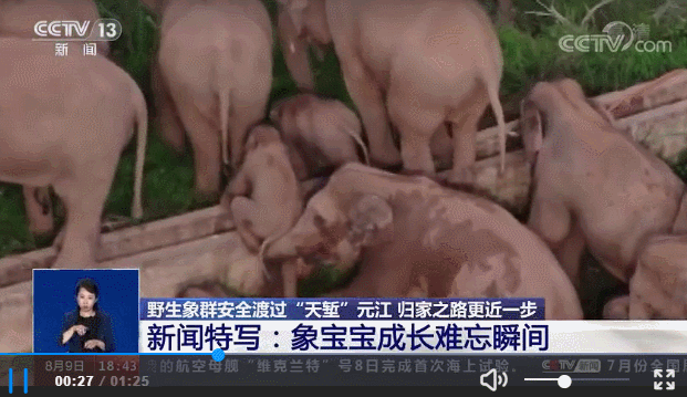 大象“回家”了！这段旅程，也太精彩了......