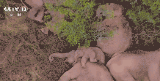 大象“回家”了！这段旅程，也太精彩了......