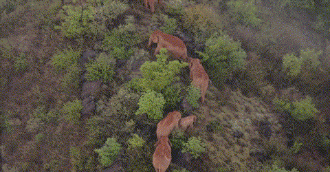 大象“回家”了！这段旅程，也太精彩了......