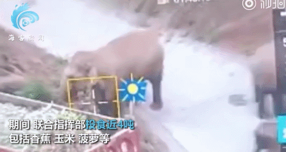 大象“回家”了！这段旅程，也太精彩了......