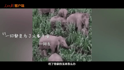 大象“回家”了！这段旅程，也太精彩了......