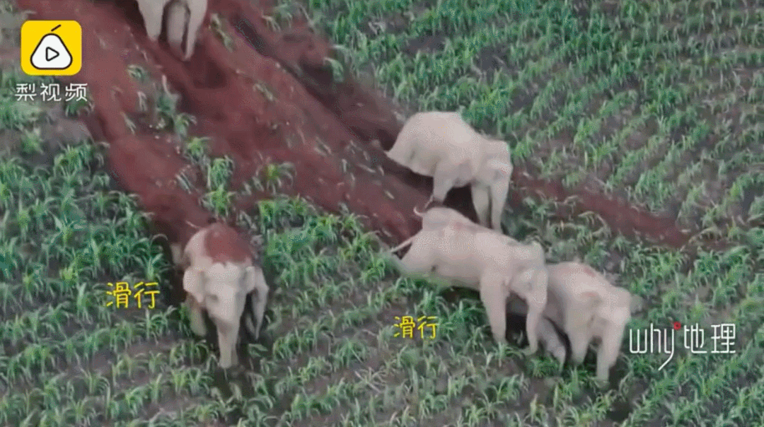大象“回家”了！这段旅程，也太精彩了......