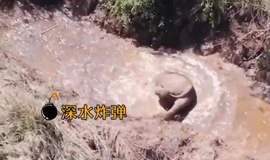 大象“回家”了！这段旅程，也太精彩了......