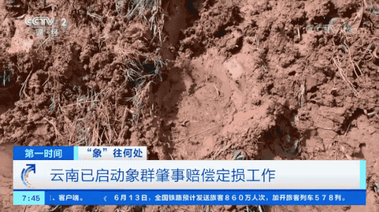 大象“回家”了！这段旅程，也太精彩了......