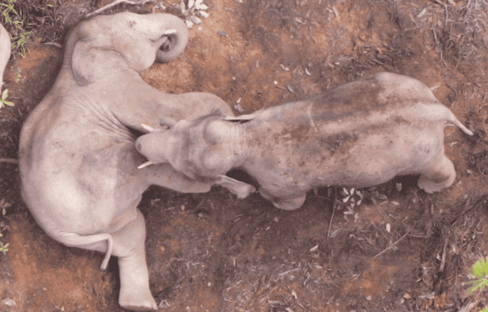 大象“回家”了！这段旅程，也太精彩了......