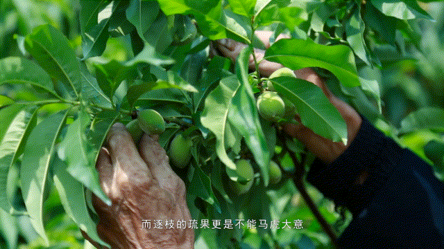 京东云创新空间（怀化）人物专访▏铁坡黄桃哥