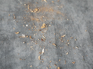 螨虫肉眼可以见到吗_能肉眼螨虫看到吗_螨虫肉眼能看到吗