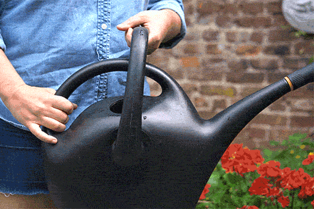 这几种常用花怎么浇水，千万要收藏好！