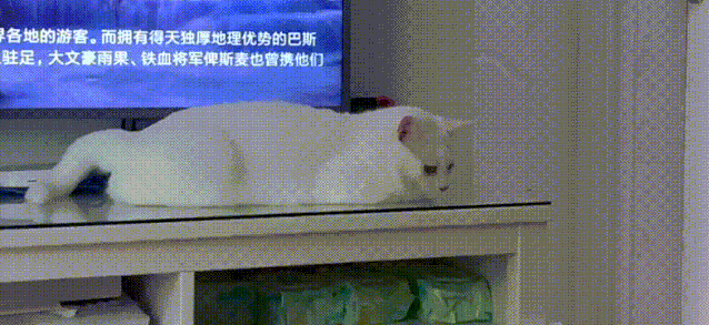猫超敏综合症：猫忽然背上一抽一抽，猛舔自己？是神经了么！_病症_维宠 
