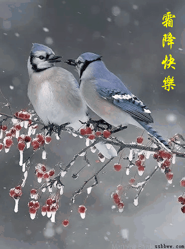 霜降喜从天降最美的祝福送给你霜降快乐