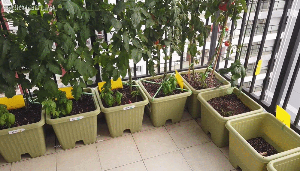 买一次吃半年 这几种菜阳台就能种 轻松打造小菜园 柠檬资讯