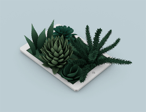 每一棵都出价百万的多肉，你见过吗？