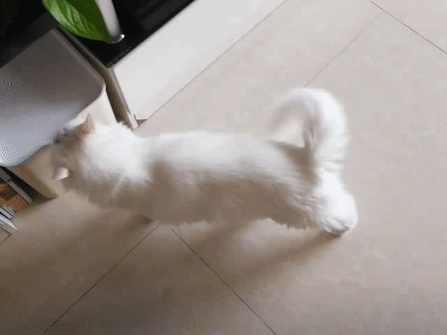 传说猫尾巴才是猫本体？看完我信了_萌宠-训练养宠技巧,宠物用品_微信 