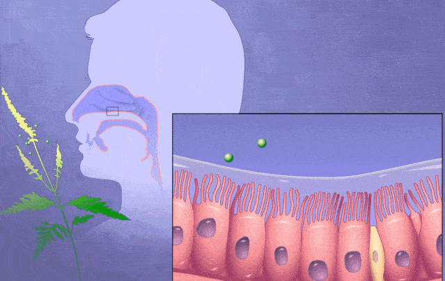 鼻腔喷雾器有什么作用【科普知识】鼻炎患者如何选择海水鼻腔喷雾器_https://www.jmylbn.com_新闻资讯_第19张