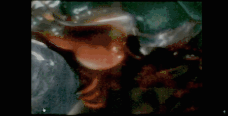 0 (3).gif