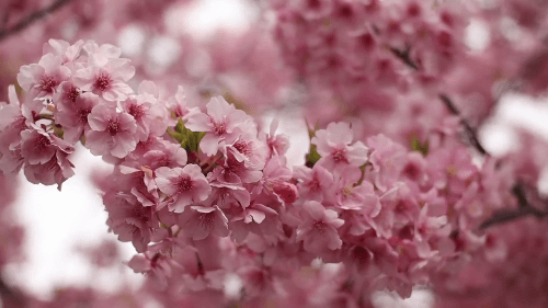 樱花盛开季节春天春季