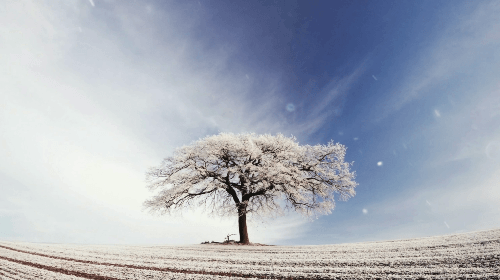 冬天飘雪大树
