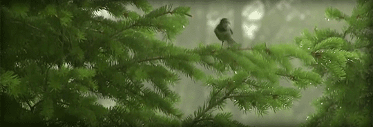 下雨天雨后枝头小鸟