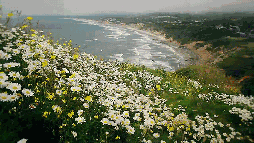 海边花丛鲜花