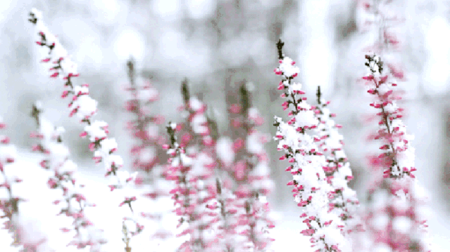雪地红花小草