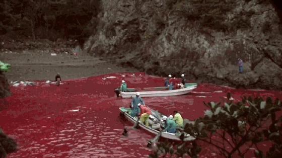 他拿命拍下海豚湾血腥场面揭露了最残酷的人性