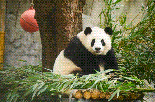 动物园.gif
