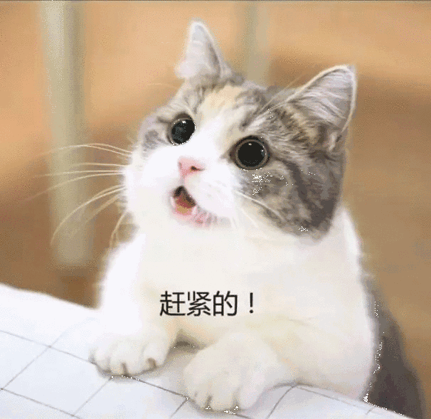 小奶猫可爱表情包GIF图片