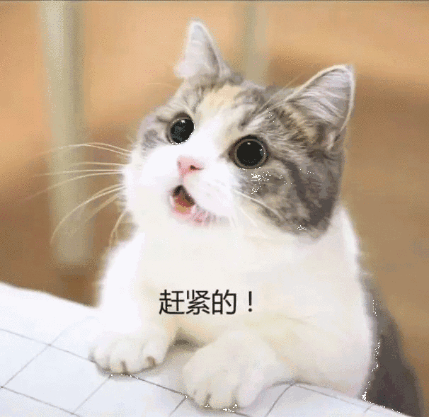 超萌的小奶猫要钱买零食网友给给要什么都给忍不住啊