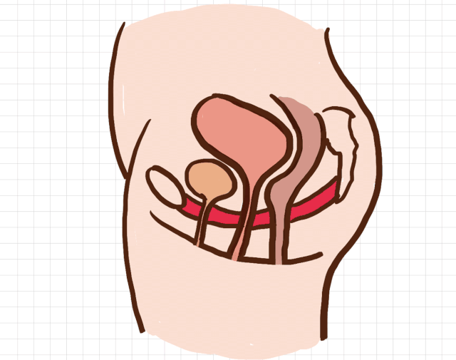 产后「盆底肌康复」有多重要？生过孩子的竟然不知道！