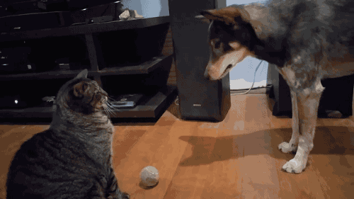 吸猫还是撸狗 看这些法国大文豪怎么选 自由微信 Freewechat