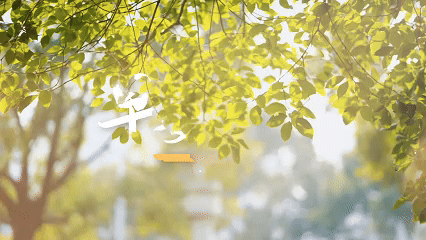 5.gif