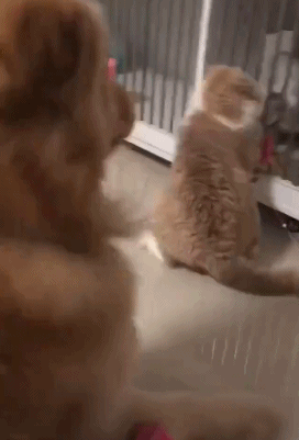 大金毛看見兩只貓咪在打架，於是想做和事佬，結果…好慘！ 未分類 第3張