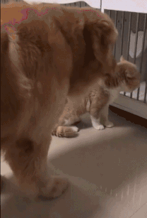 大金毛看見兩只貓咪在打架，於是想做和事佬，結果…好慘！ 寵物 第6張