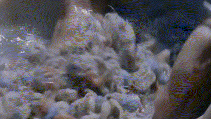 泥虾生长在什么地方？泥虾主要是由水蚤等浮游生物构成的