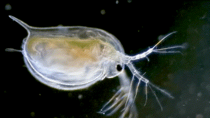 泥虾生长在什么地方？泥虾主要是由水蚤等浮游生物构成的