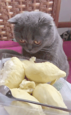 怎么买到好榴莲，怎么能精准挑到“报恩榴莲”？