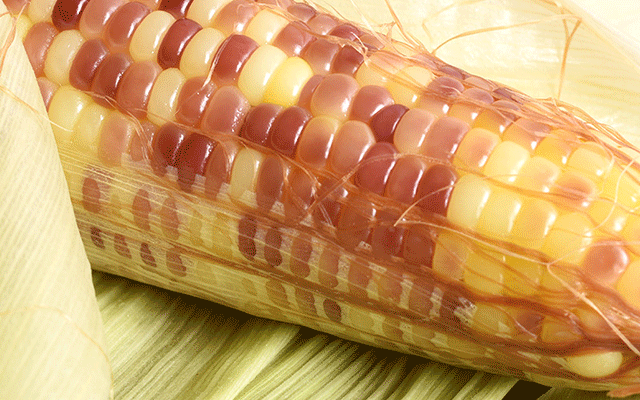 太二团云南香糯小玉米