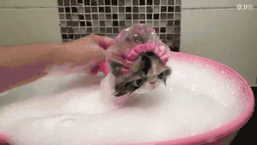 猫咪尾巴油 防治种马尾病 油尾巴的7个办法 病症 维宠宠物导航网