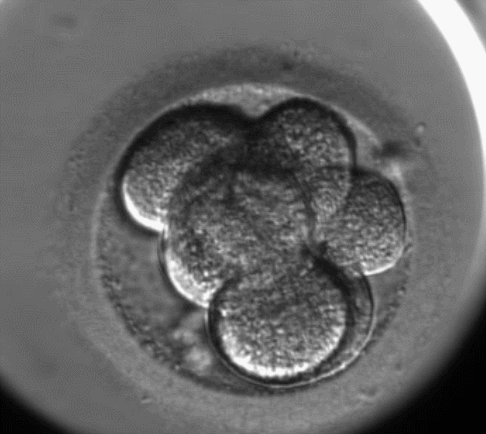有且只有一个「嵌合体胚胎」，要不要选择移植？移植有哪些风险？