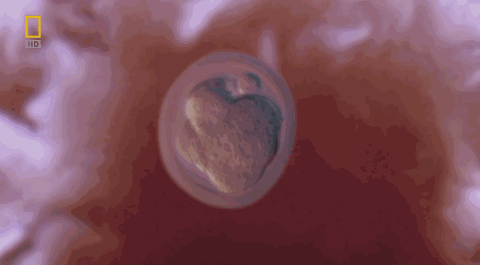 做试管，移植囊胚还是卵裂期胚胎？该怎么选？