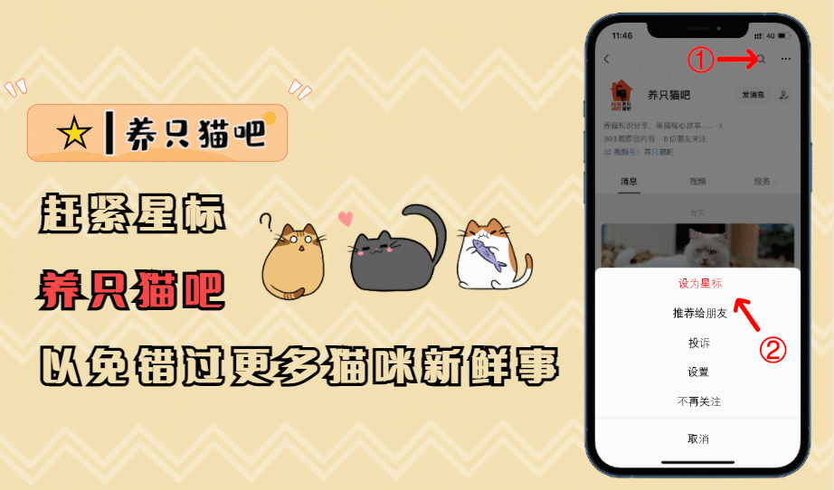 狮子猫是什么品种_狮子猫_狮子猫多少钱一只