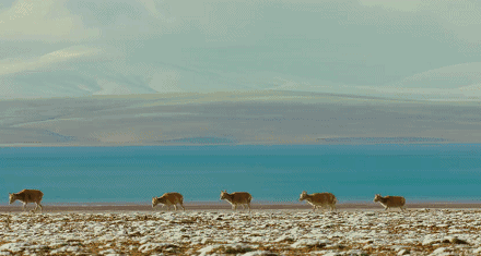 中国唯一门票全免的城市，藏着全国首个国家公园，每年只有2000人能进，比西藏更神秘