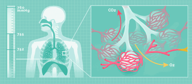人的呼吸过程包括三个互相联系的环节:外呼吸,包括肺通气和肺换气